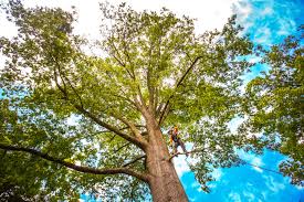 Best Seasonal Cleanup (Spring/Fall)  in Bell Acres, PA