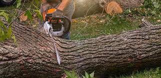 How Our Tree Care Process Works  in  Bell Acres, PA