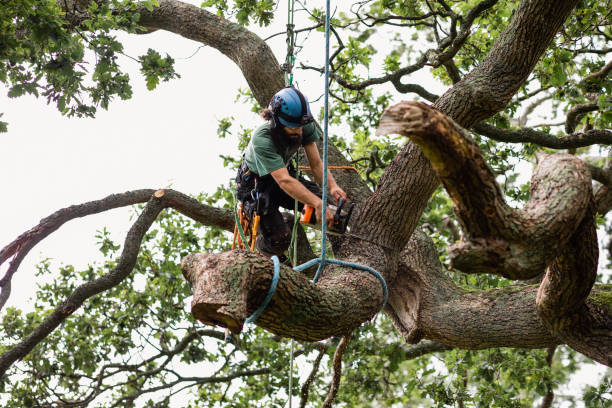Best Tree Preservation Services  in Bell Acres, PA
