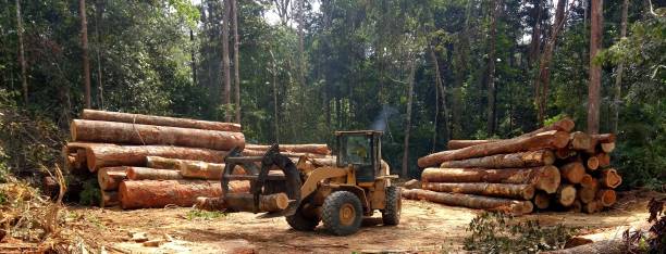 Best Emergency Tree Removal  in Bell Acres, PA