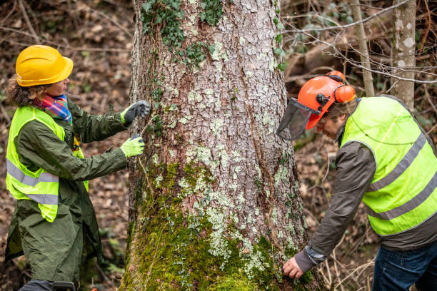 Best Tree Trimming and Pruning  in Bell Acres, PA