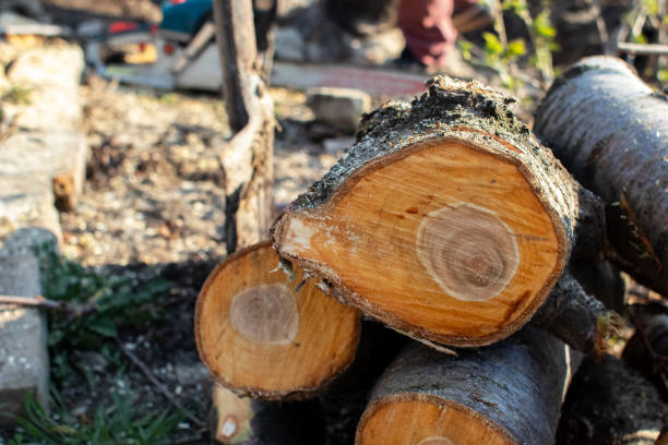 Best Tree Mulching  in Bell Acres, PA