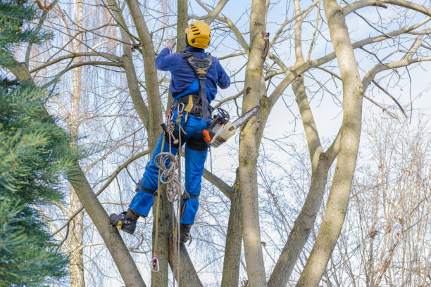 Best Hazardous Tree Removal  in Bell Acres, PA
