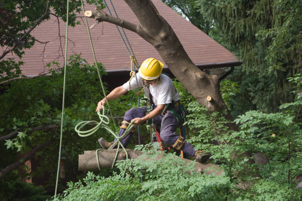 Best Lawn Irrigation Installation and Maintenance  in Bell Acres, PA