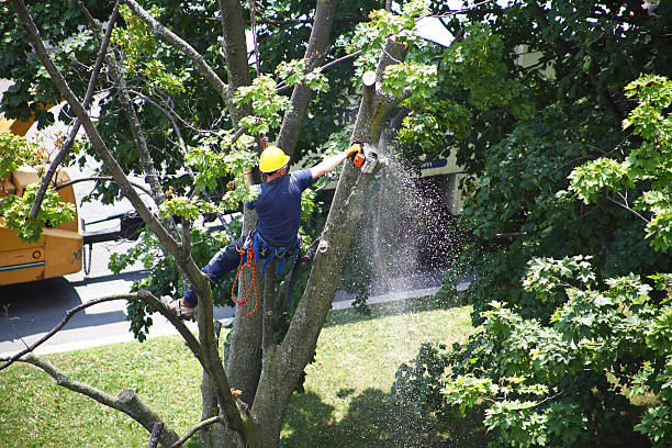 Best Utility Line Clearance  in Bell Acres, PA