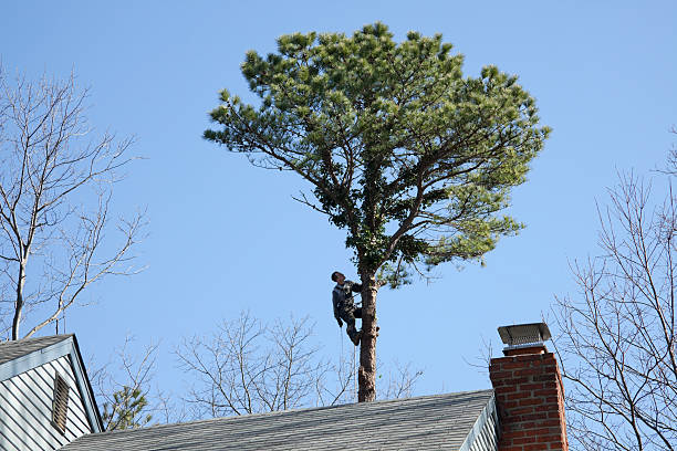 Best Tree Cabling and Bracing  in Bell Acres, PA