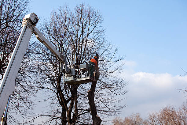 Best Tree Removal  in Bell Acres, PA